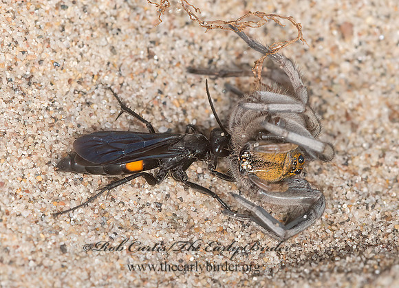 Anoplius semicinctus  POMPILINAE SPIDER WASP 9040819z