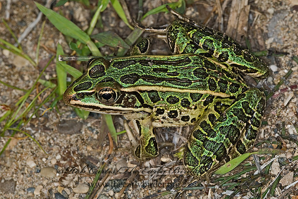 Lithobates pipiens  NORTHERN LEOPARD FROG 6012059 z