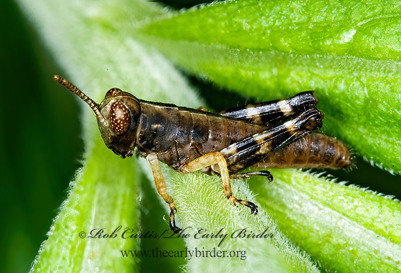 Melanoplus  SPUR-THROATED GRASSHOPPER 6007324z