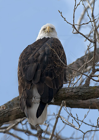 Haliaeetus leucocephalus  BALD EAGLE 7014084z
