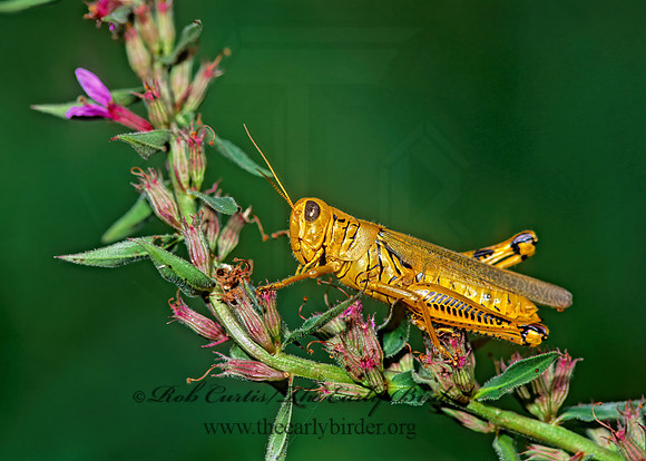 Melanoplus differentialis  DIFFERENTIAL GRASSHOPPER 269018z