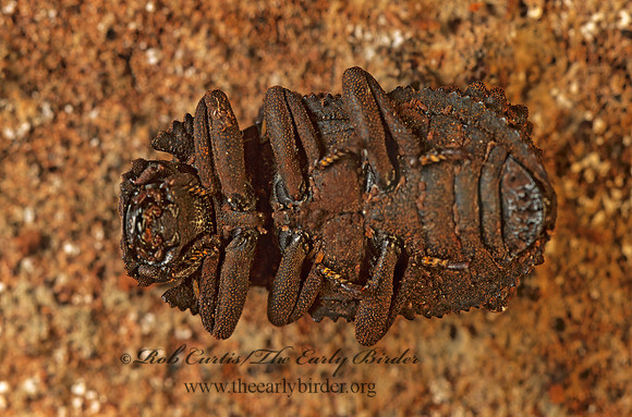 Bolitotherus cornutus  FORKED FUNGUS BEETLE 179514z