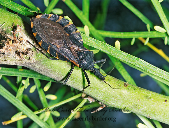 Triatoma gerstaeckeri 53525z