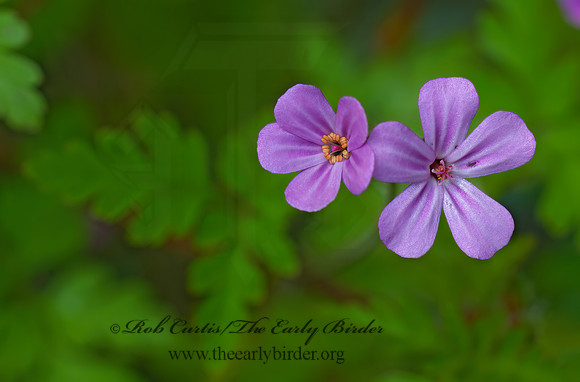 Geranium robertianum  HERB ROBERT 3013889z