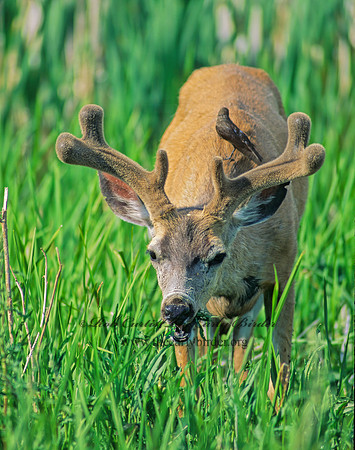 Odocoileus hemionus columbianus  COLUMBIAN BLACK-TAILED DEER 152010z