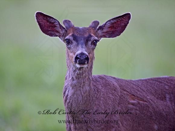 Odocoileus hemionus californicus  CALIFORNIA MULE DEER 9058756z