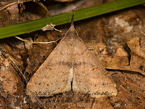 Renia adspergillus  SPECKLED RENIA MOTH  8015657z