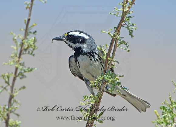 Setophaga nigrescens  BLACK-THROATED GRAY WARBLER 9056493z