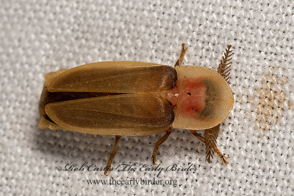 Pleotomus pallens  FIREFLY 3040136z