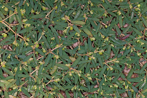 Euphorbia polygonifolia  SEASIDE SPURGE 6015213z