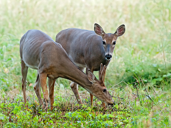 Odocoileus virginianus  WHITE-TAILED DEER  8023242z