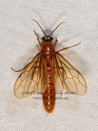 Labidus coecus  ARMY ANT 3028393z