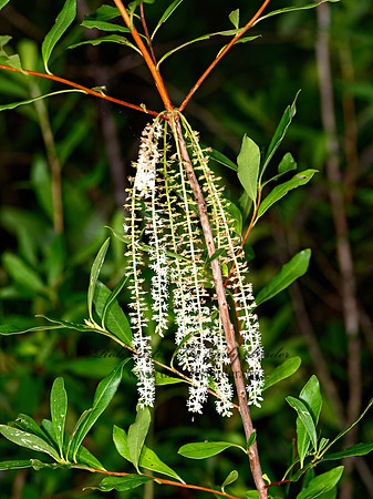 Cyrilla racemiflora  SWAMP TITI 3041336z