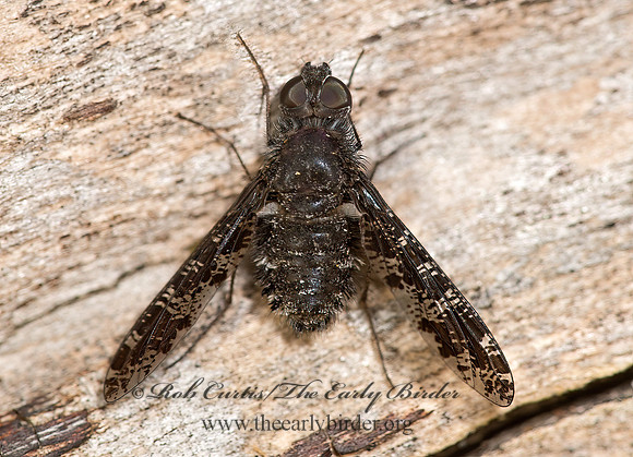 Anthrax irroratus  BEE FLY 9024413-1z