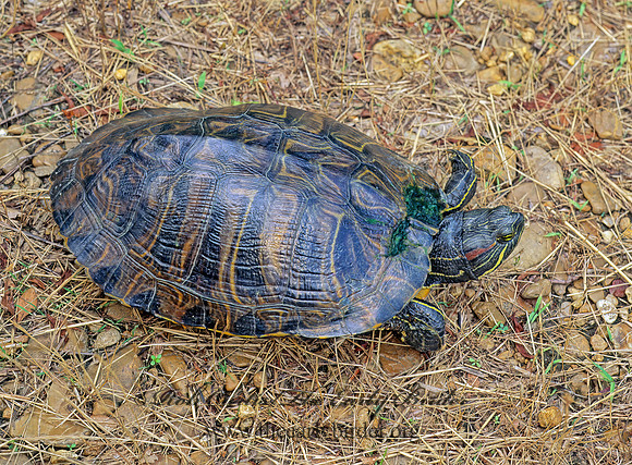 Trachemys scripta elegans  RED EARED SLIDER  171826z
