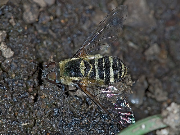 Villa lateralis  BEE FLY 7010096z