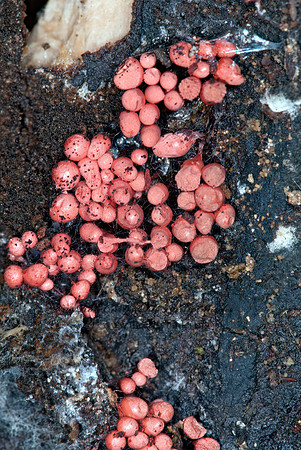 Arcyria ferruginea  SLIME MOLD 6016896z