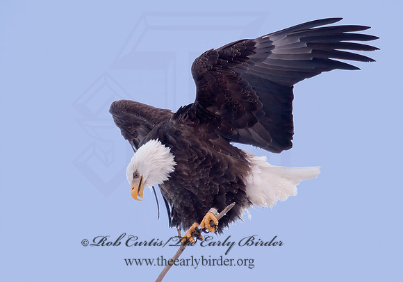 Haliaeetus leucocephalus  BALD EAGLE 6020800z