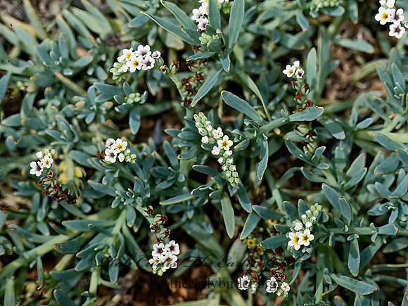 Heliotropium curassavicum~  SALT HELIOTROPE 8036143z