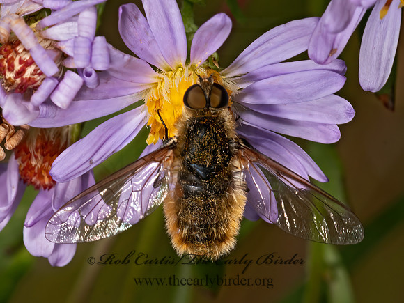Villa  BEE FLY 3024543z