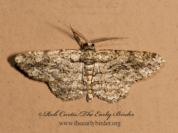 Anavitrinella pampinaria COMMON GRAY 8017493z