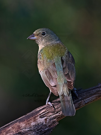 Passerina ciris  PAINTED BUNTING 3040401z