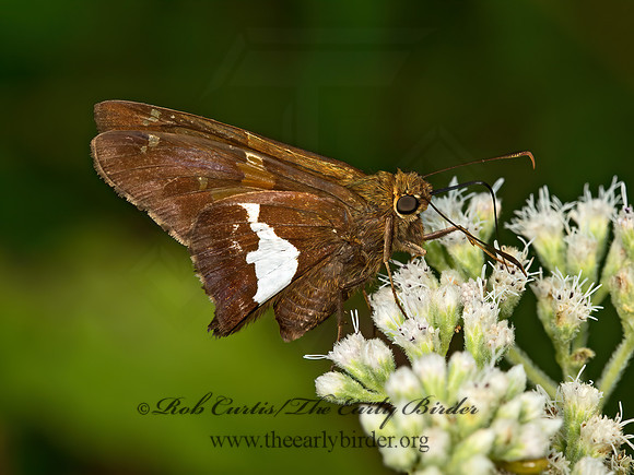 Epargyreus clarus  SILVER-SPOTTED SKIPPER 9061806z