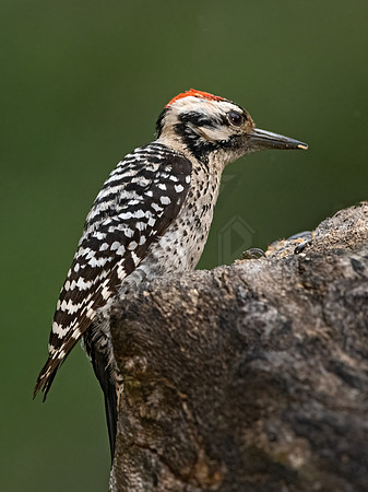 Dryobates scalaris  LADDER-BACKED WOODPECKER 3035542z