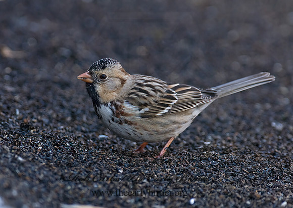 Zonotrichia querula  HARRIS'S SPARROW 7014169z