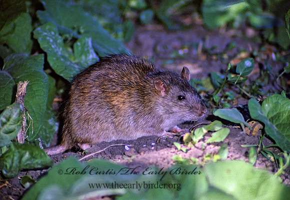 Rattus norvegicus  BROWN RAT 33535 z