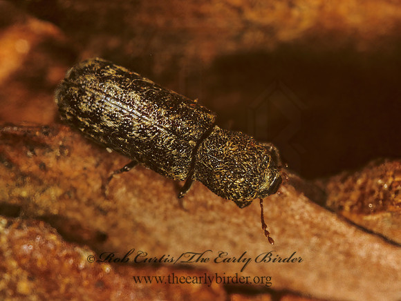 Lichenophanes  HORNED POWDER POST BEETLE 1283507z