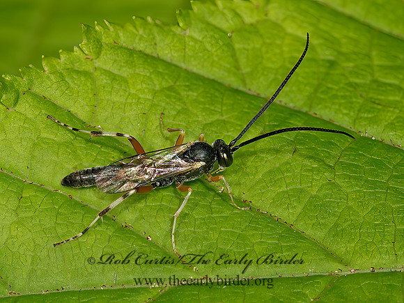Campopleginae  ICHNEUMON  9031831z