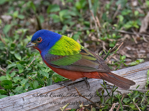 Passerina ciris  PAINTED BUNTING 6039231z
