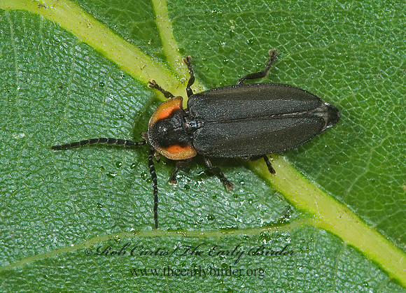 Pyropyga decipiens 5010567z