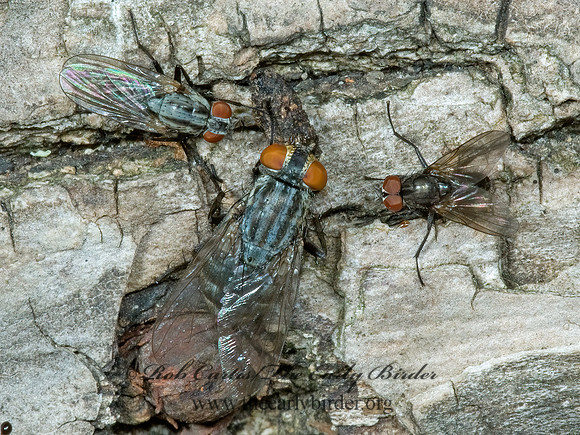 Sarcophagidae  FLESH FLY 5008781z