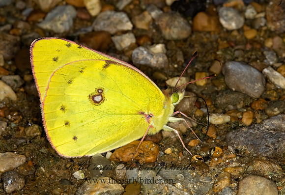 Colias philodice  CLOUDED SULPHUR 6013389z