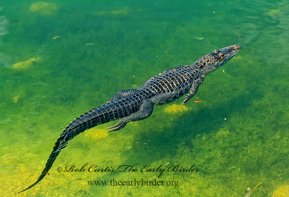 Alligator mississippiensis  AMERICAN ALLIGATOR 248124z