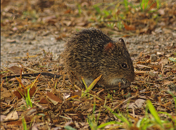 Sigmodon hispidus  HISPID COTTON RAT 22203 z