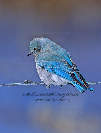 Sialia currucoides  MOUNTAIN BLUEBIRD  119721z