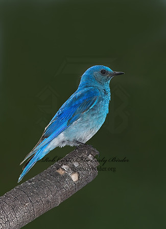 Sialia currucoides  MOUNTAIN BLUEBIRD  7010991z