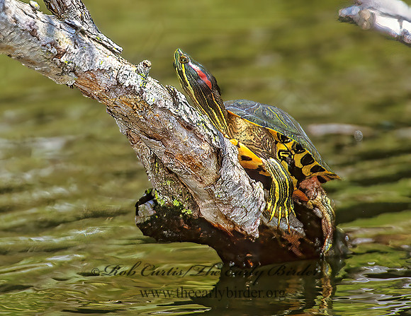 Trachemys scripta elegans  RED EARED SLIDER  1281913z