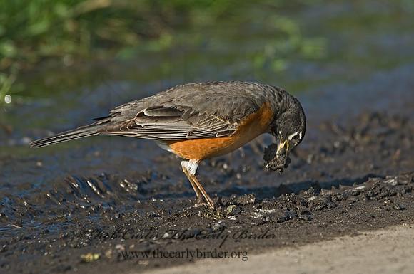 Turdus migratorius  AMERICAN ROBIN 6003471z
