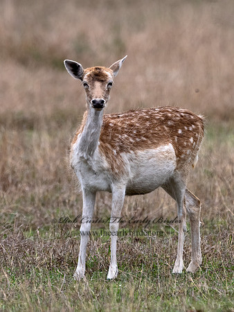 Axis axis  AXIS DEER 3031745z