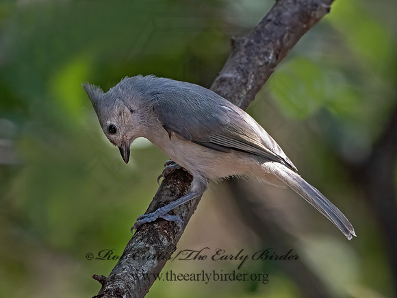 Baeolophus atricristatus  BLACK-CRESTED TITMOUSE 3039228z
