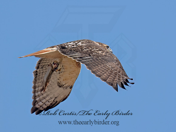 Buteo jamaicensis RED-TAILED HAWK 9084282z