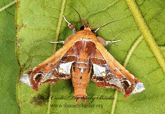 Eutelia EREBID MOTH 202115 z