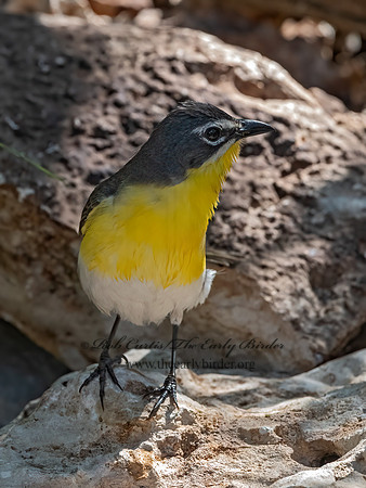 Icteria virens  YELLOW-BREASTED CHAT 3039870z