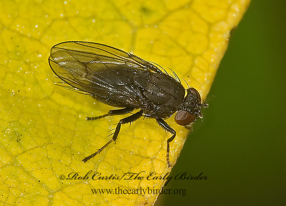 Notiphila (Dichaeta) caudata  SHORE FLY 5002481z