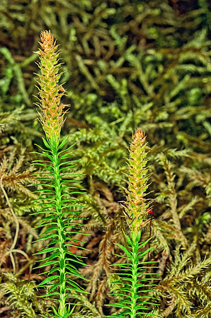Spinulum annotinum  STIFF CLUB MOSS 230325z