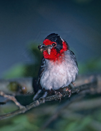 Cardellina rubifrons  RED-FACED WARBLER 76236z